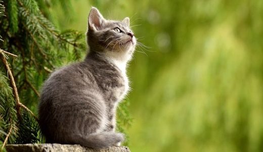 捨て猫を殺処分から、寄付で救う！動物愛護団体の募金先3選