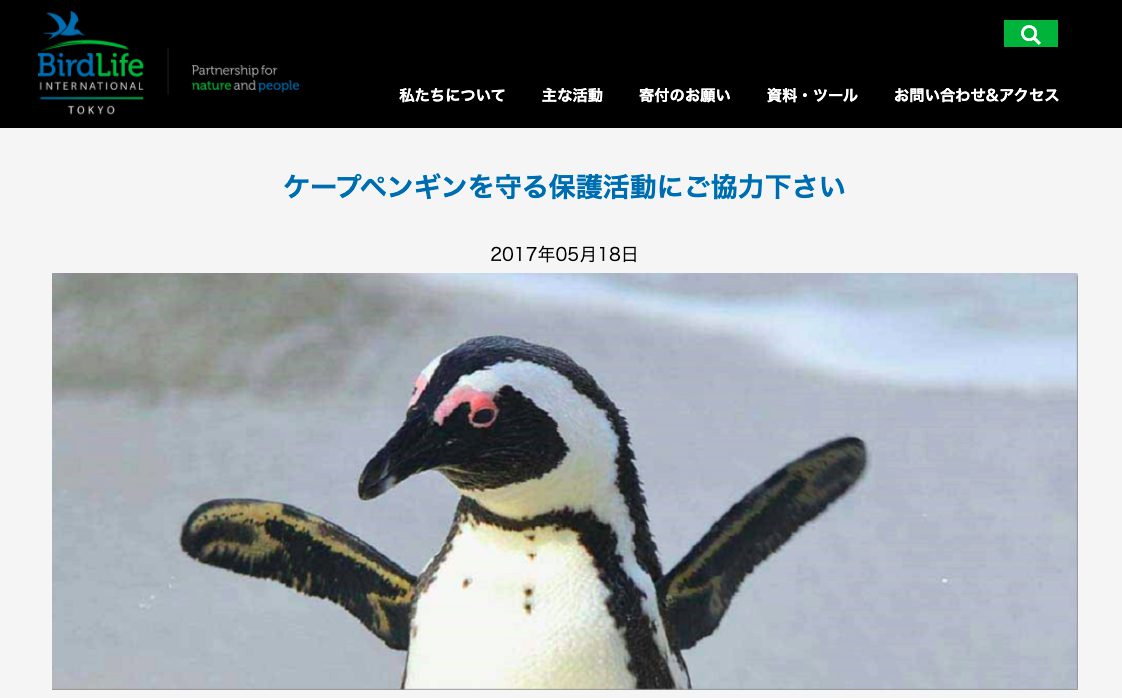 ペンギンを救う活動に寄付したい！絶滅危機の動物を守る募金先団体3選