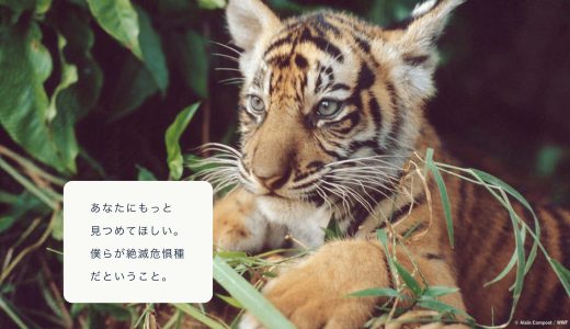 WWFジャパンに寄付して大丈夫？「寄付してよかった」に至る道しるべ